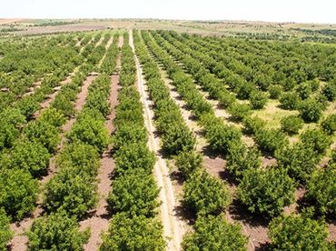 İzmir Özel Ağaçlandırma Sahası Yapımı